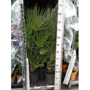 Chamaerops humilis