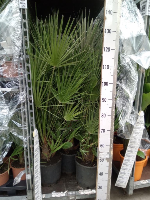 <h4>Chamaerops humilis</h4>