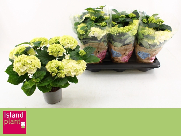 <h4>HYDR M SCHNEEBALL</h4>