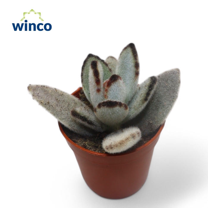 <h4>Kalanchoe Tomentosa</h4>