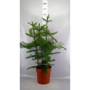 Araucaria heterophylla
