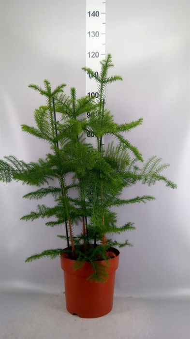 <h4>Araucaria heterophylla</h4>