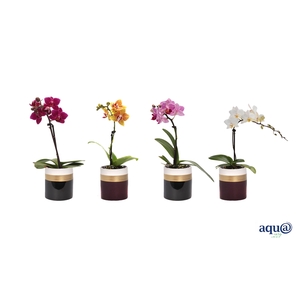 Dolomite Horizon Black / Bordeaux Tiny Dolls Mix 1T7+ Aqu@