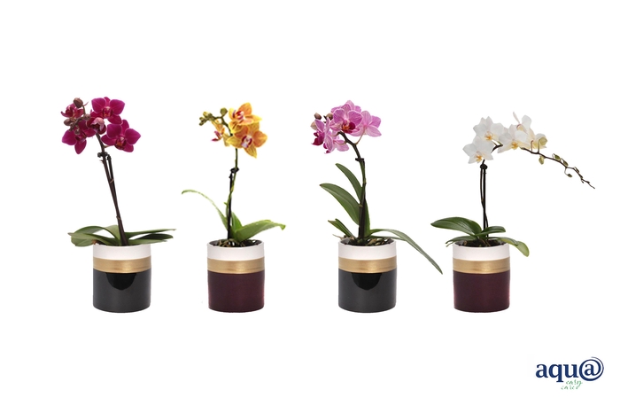 <h4>Dolomite Horizon Black / Bordeaux Tiny Dolls Mix 1T7+ Aqu@</h4>