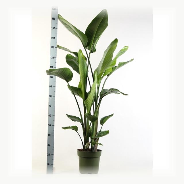 <h4>STRELITZIA NICOLAI</h4>