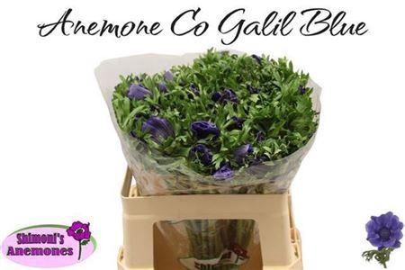 <h4>Anem Co Galil Blauw</h4>