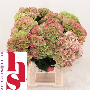 HYDR M ROYA PRINC CL