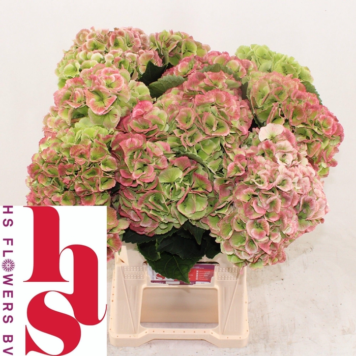 <h4>HYDR M ROYA PRINC CL</h4>