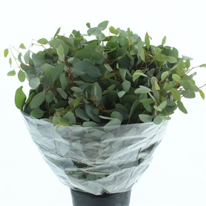 Euca Populus Long 200gr