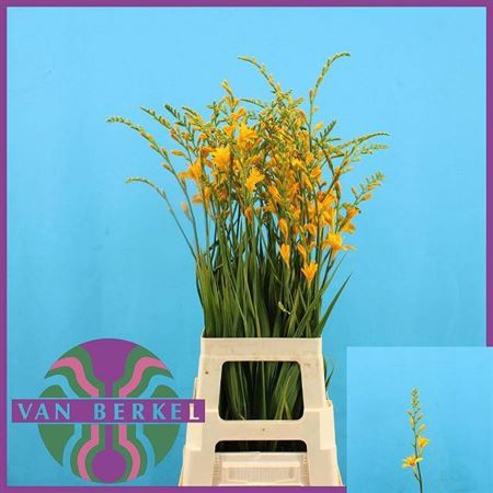 <h4>Crocos Suzanna</h4>