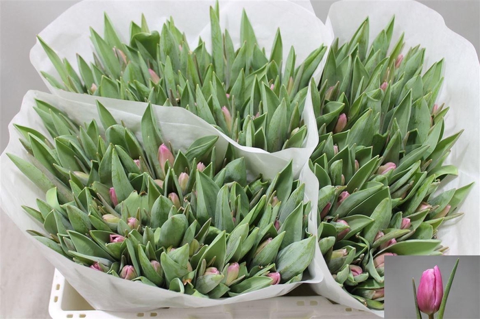 <h4>Tu En Jumbo Pink</h4>