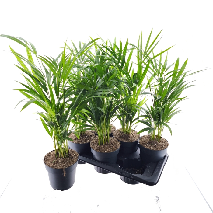 <h4>DYPSIS LUTESCENS</h4>