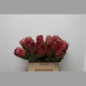 Protea Sharon