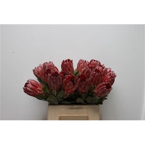 Protea Sharon