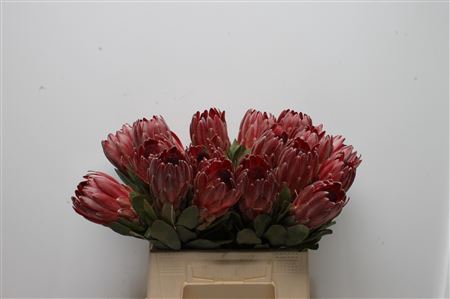 <h4>Protea Sharon</h4>