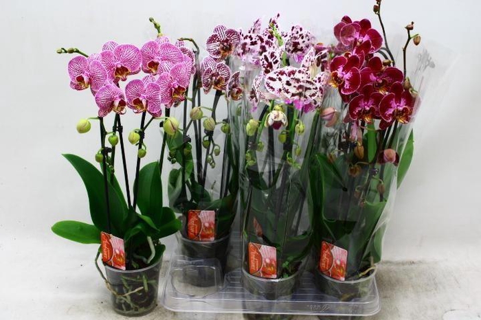<h4>PHAL EL CASCADE</h4>