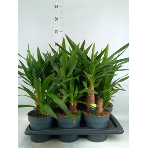 Yucca elephantipes   ...