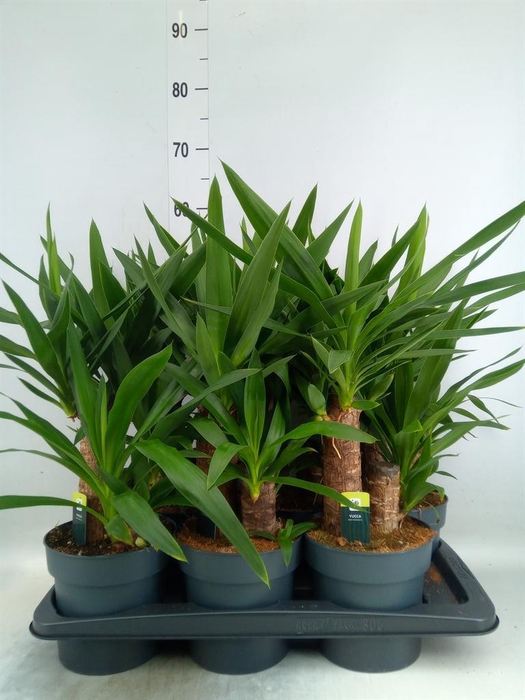 <h4>Yucca elephantipes   ...</h4>