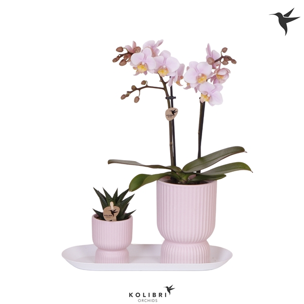 <h4>Kolibri Green up your home Gift Set small Floral Blush</h4>