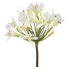 AGAPANTHUS BRANCO 070 CM