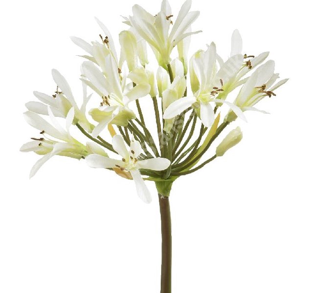 AGAPANTHUS BRANCO 070 CM