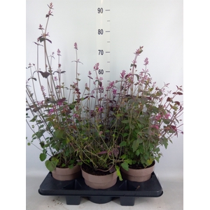 Agastache mexic.