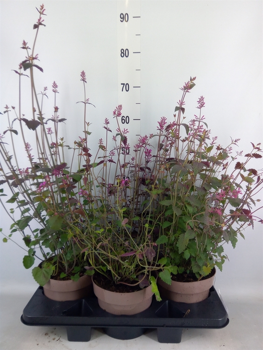 <h4>Agastache mexic.</h4>