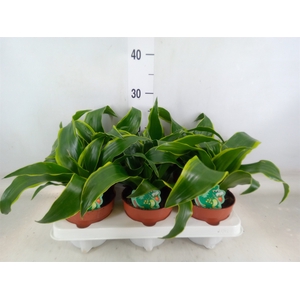 Dracaena frag. 'Dorado'