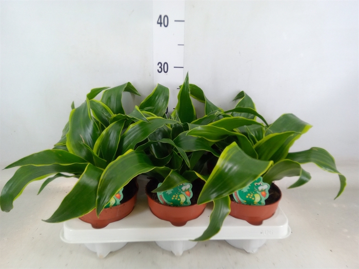 <h4>Dracaena frag. 'Dorado'</h4>