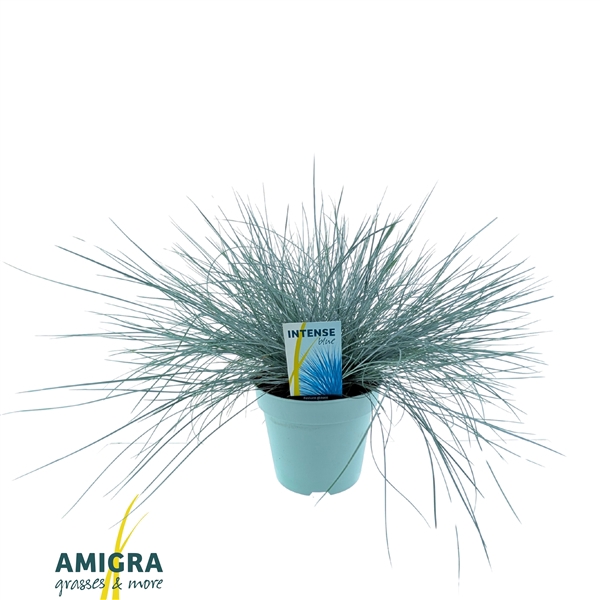 <h4>Festuca glauca Intense Blue®</h4>