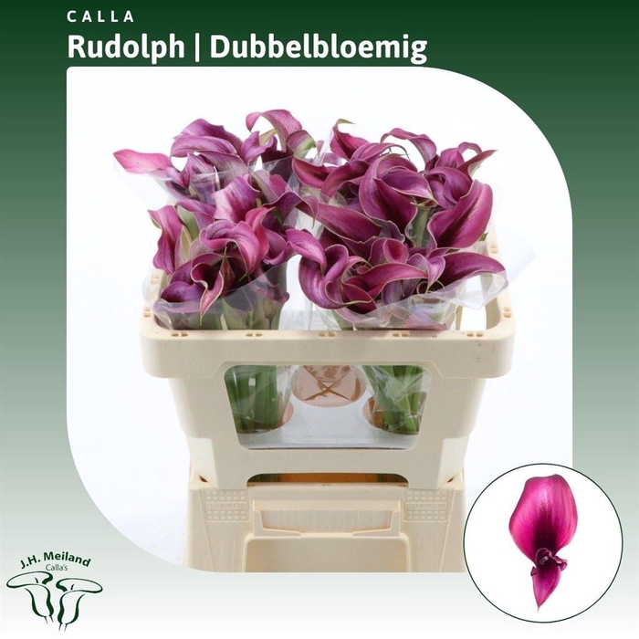 <h4>Calla Rudolph | Dubbelbloemig</h4>