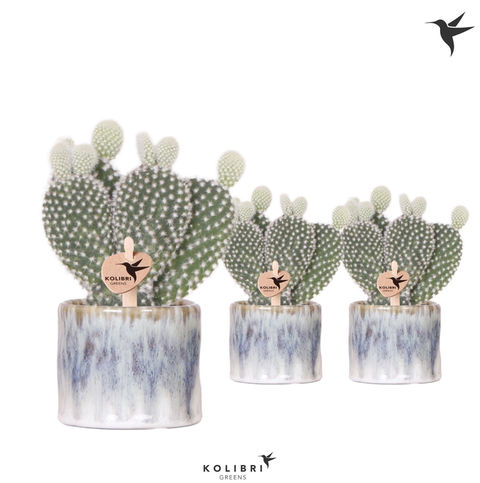 <h4>Kolibri Greens Opuntia white in Sky pot</h4>