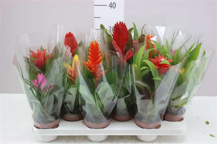 <h4>Bromelia Gemengd</h4>