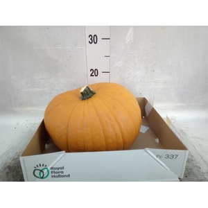 Cucurbita max. 'Halloween'