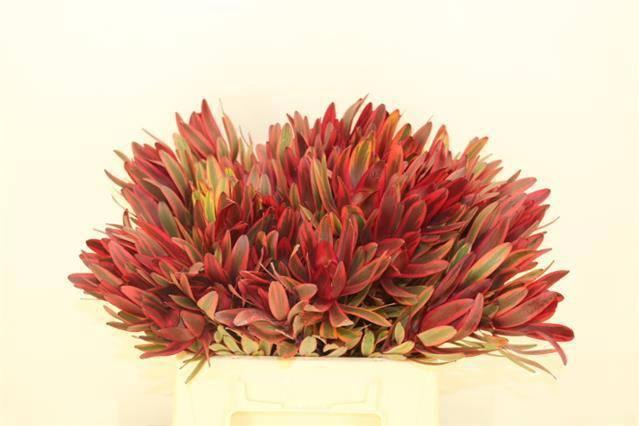 <h4>LEUCAD JESTER</h4>