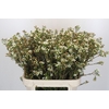 Chamelaucium Carlys White