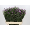 Aster Casarosa
