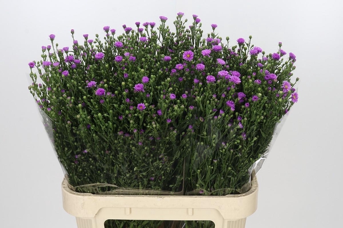 <h4>Aster Casarosa</h4>