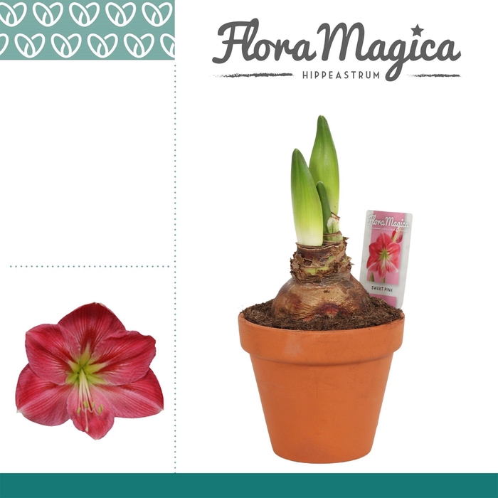 <h4>Amaryllis Sweet Pink 2 Knop Terracotta Steen OP</h4>