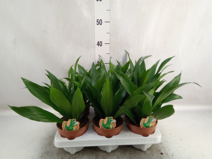 <h4>Dracaena frag. 'Green Jewel'</h4>