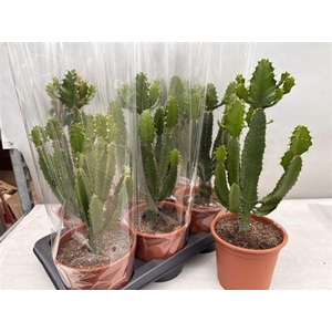 Euphor Candelabrum