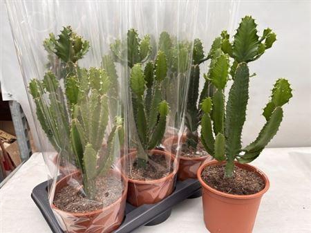 <h4>Euphor Candelabrum</h4>
