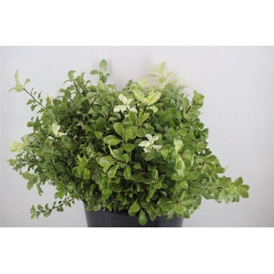 Pittosp Nevato Wit 150gr P Bunch