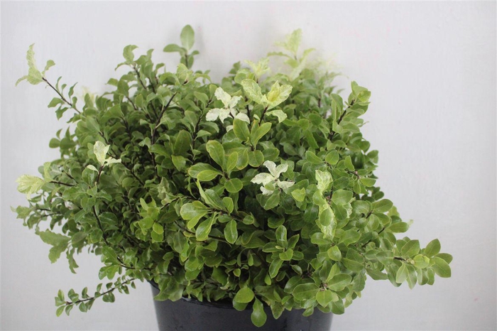 <h4>Pittosp Nevato Wit 150gr P Bunch</h4>