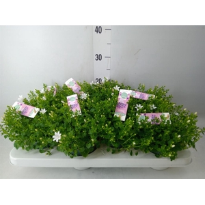 Campanula porten. 'Ambella White'