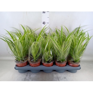 Chlorophytum com. 'Vittatum'