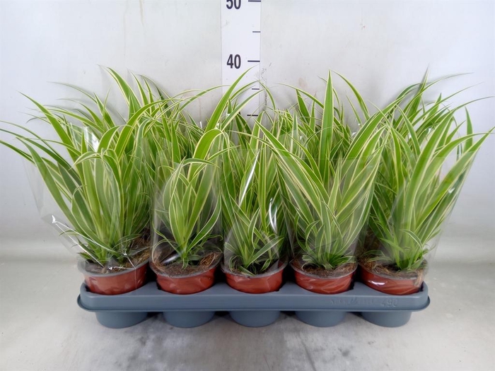 <h4>Chlorophytum com. 'Vittatum'</h4>