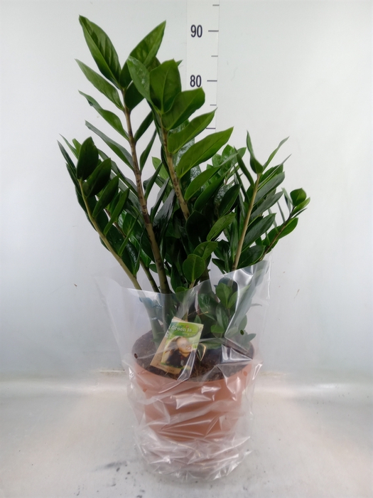 <h4>Zamioculcas zamiifolia</h4>