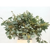 Euc. Populus (x bunche) 700 Grammi