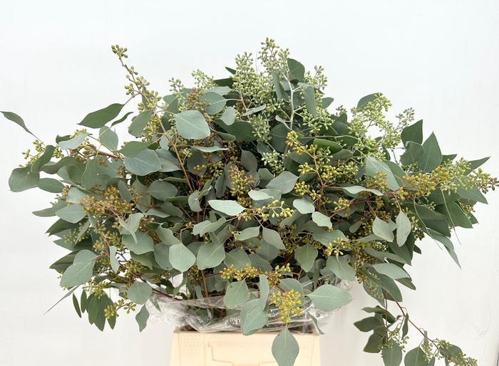 Euc. Populus (x bunche) 700 Grammi